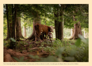 13a_Creaa_calendario-psrfvg_2026